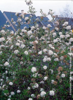 VIBURNUM burkwoodii