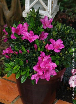 AZALEA repetita VIOLET