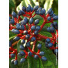 VIBURNUM davidii