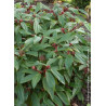 VIBURNUM davidii