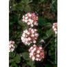 VIBURNUM carlesii AURORA