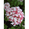 VIBURNUM carlesii AURORA