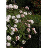 VIBURNUM carlesii AURORA