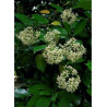 VIBURNUM ODORATISSIMUM