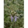 TEUCRIUM fruticans