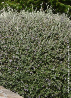 TEUCRIUM fruticans