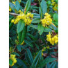 BERBERIS julianae