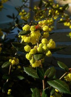 BERBERIS julianae