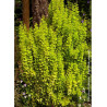 BERBERIS thunbergii GOLDEN TORCH
