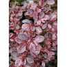 BERBERIS thunbergii ROSE GLOW