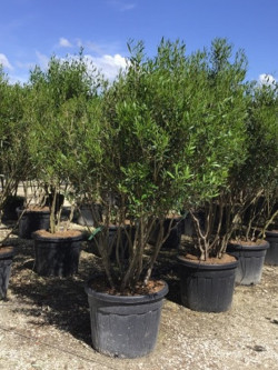 PHILLYREA angustifolia