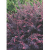 BERBERIS thunbergii ROSE GLOW