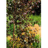BETULA CRIMSON FROST