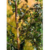 BETULA CRIMSON FROST