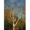 BETULA nigra HERITAGE