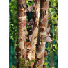 BETULA nigra HERITAGE