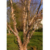 BETULA nigra HERITAGE