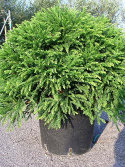 CRYPTOMERIA japonica GLOBOSA