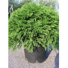 CRYPTOMERIA japonica GLOBOSA
