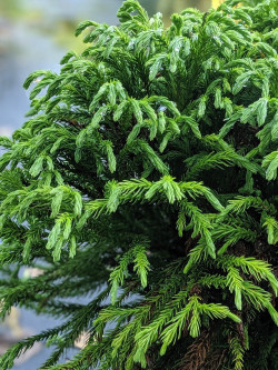 CRYPTOMERIA japonica GLOBOSA