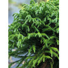 CRYPTOMERIA japonica GLOBOSA
