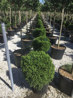 CRYPTOMERIA japonica GLOBOSA