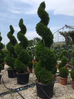 Topiaire (Plante taillée) - THUJA occidentalis SMARAGD (Thuya du Canada émeraude)