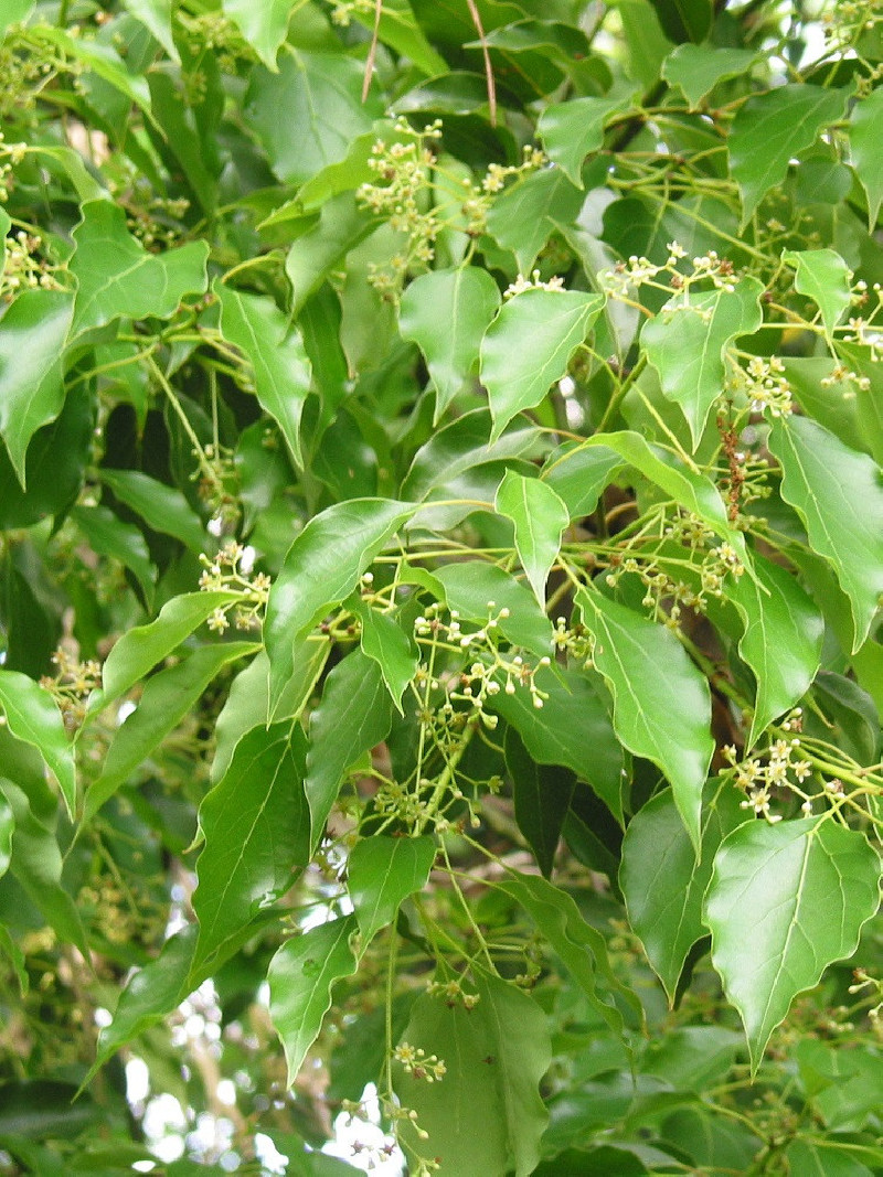 CINNAMOMUM camphora