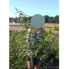 BUDDLEIA davidii BLACK KNIGHT En pot de 4-5 litres