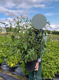 BUDDLEIA davidii BLACK KNIGHT En pot de 10-12 litres