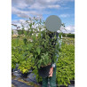 BUDDLEIA davidii BLACK KNIGHT En pot de 10-12 litres