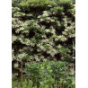 HYDRANGEA petiolaris