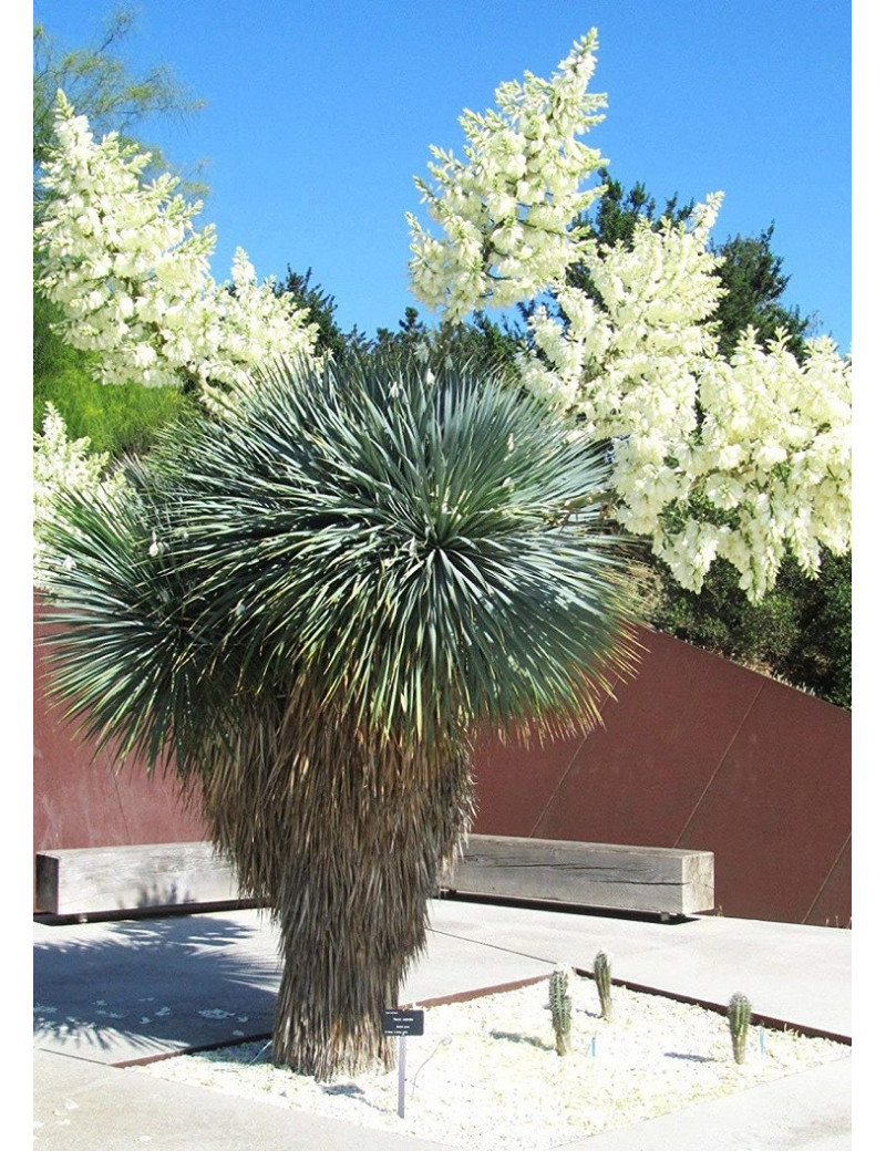 YUCCA Rostrata