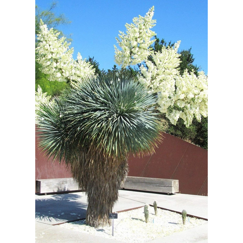 YUCCA Rostrata