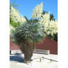 YUCCA Rostrata