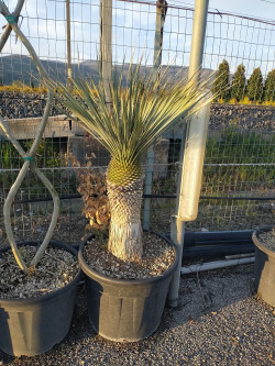 YUCCA Rostrata En pot hauteur du tronc 040-060 cm