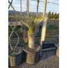 YUCCA Rostrata En pot hauteur du tronc 040-060 cm