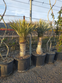 YUCCA Rostrata En pot hauteur du tronc 060-080 cm