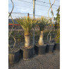 YUCCA Rostrata En pot hauteur du tronc 060-080 cm