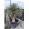 YUCCA Rostrata En pot hauteur du tronc 080-100 cm