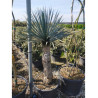 YUCCA Rostrata En pot hauteur du tronc 100-120 cm