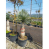 YUCCA Rostrata En pot hauteur du tronc 120-140 cm
