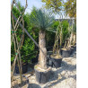 YUCCA Rostrata En pot hauteur du tronc 140-160 cm