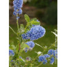 CEANOTHUS ITALIAN SKIES