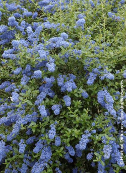 CEANOTHUS ITALIAN SKIES