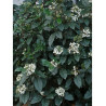 VIBURNUM tinus