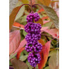 CALLICARPA bodinieri IMPERIAL PEARL