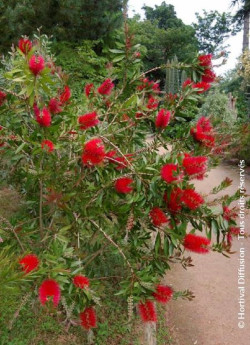 CALLISTEMON laevis