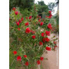 CALLISTEMON laevis