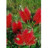 CALLISTEMON laevis